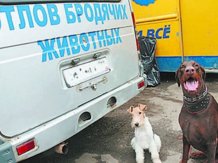 В Ярославле ищут организацию, которая будет отлавливать собак