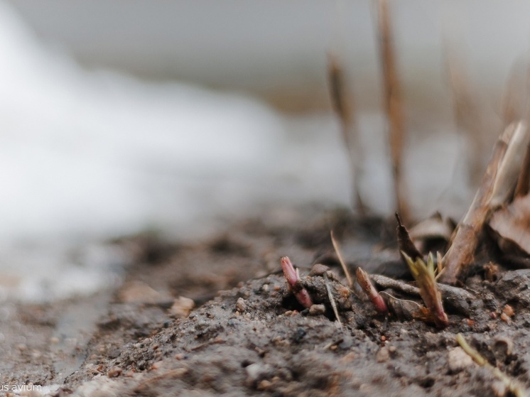 Додливый зимний день обещают завтра псковичам