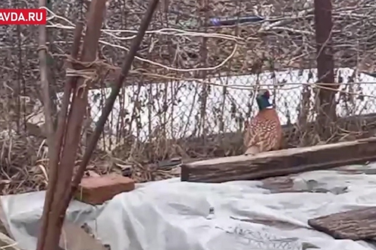 В каком городе снимали территорию. В каком городе снимали территорию