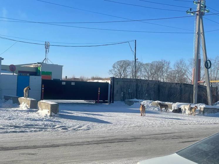 Жители Новосибирского района вновь жалуются на стаи бродячих собак