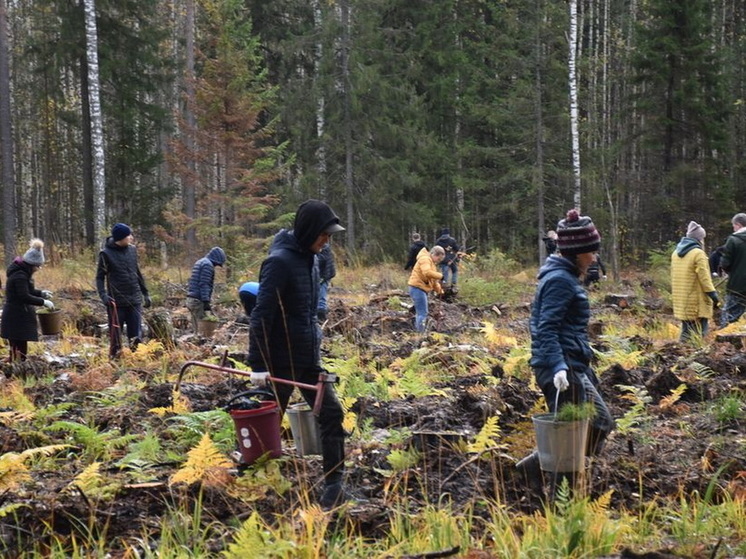 За пять лет в Марий Эл восстановлено почти 22 тысячи гектаров леса