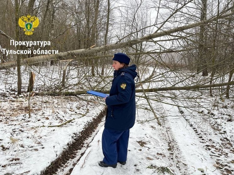 В Туле завели дело после вырубки деревьев в Беломутовском лесничестве