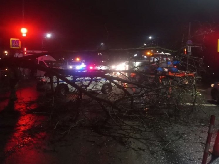 Упавшее дерево перегородило сразу три полосы движения в Великом Новгороде