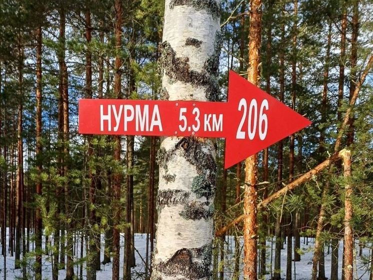 Для потеряшек в лесах Ленобласти развесят яркие стрелки
