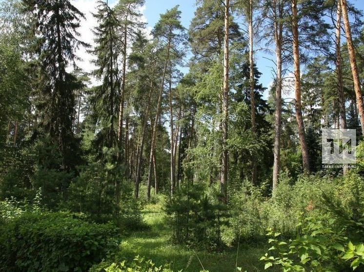 Из Красной книги Татарстана исключили бурого медведя