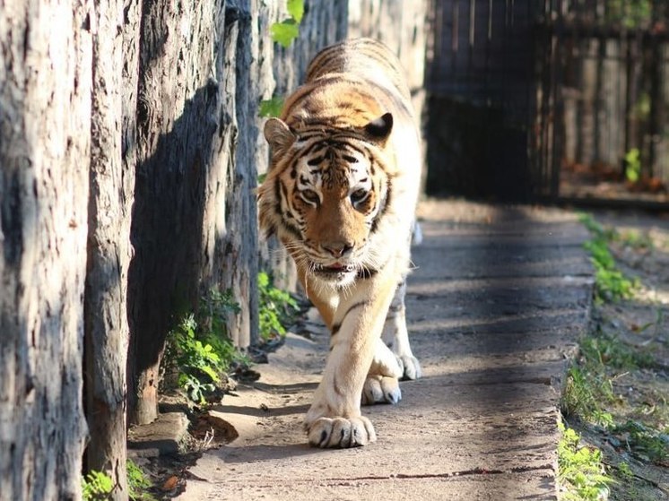 Улегся у крыльца и ждал жертву: тигры продолжают пугать жителей Приморья