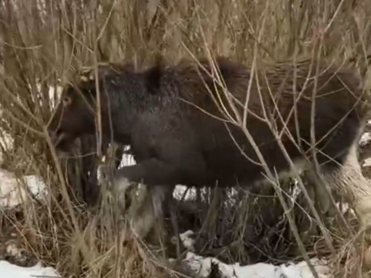 В Подмосковье спасли лосиху, которая провалилась под лед