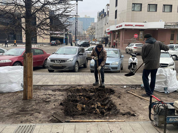 В Воронеже защищают деревья во время ремонтных работ на улицах Плехановской и Пушкинской