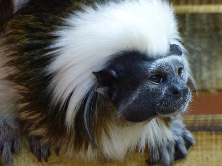 Хохлатые тамарины не поделили щепу в Абакане