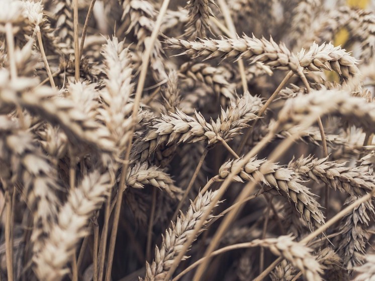 100% активов ООО «Родные поля» перешли под контроль государства