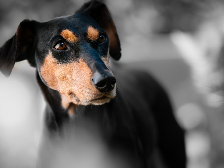 В Калужской области участились случаи пироплазмоза