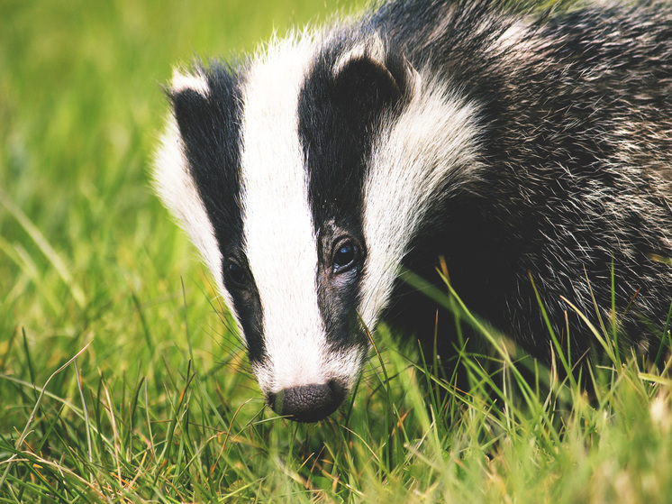 В «Калужских засеках» раньше времени проснулись барсуки