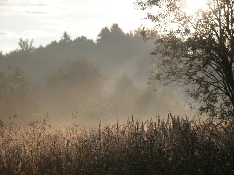 В Подмосковье владелец крупного участка лишился земли из-за сорняков