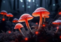 В полиции региона 2 февраля сообщили, что с помощью грибов молодой человек хотел вылечить свою родственницу