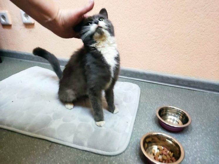 В Сибири железнодорожники спасли кошку, которую обнаружили в вагоне с углём