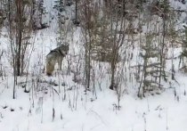 В Тункинском районе Бурятии, недалеко от села Туран, водитель увидел волка, который спокойно перебежал дорогу и убежал в лес