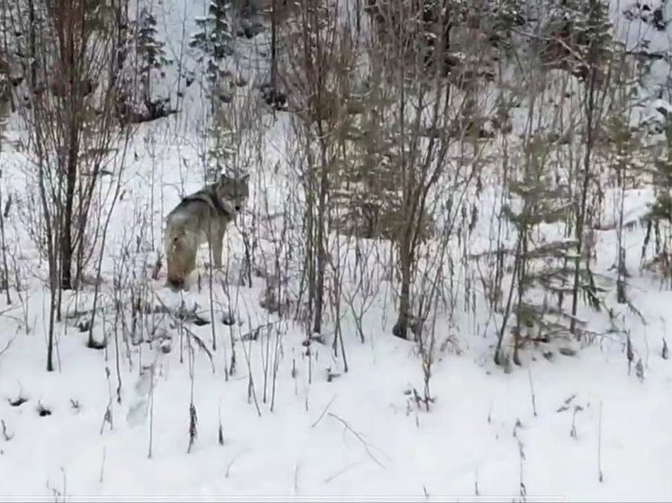 В Бурятии водитель снял на видео волка