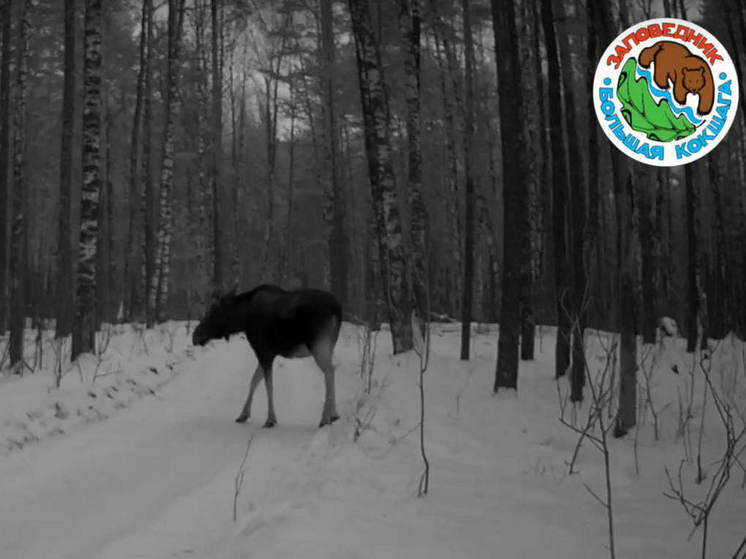 В заповеднике Марий Эл фотоловушка поймала лося
