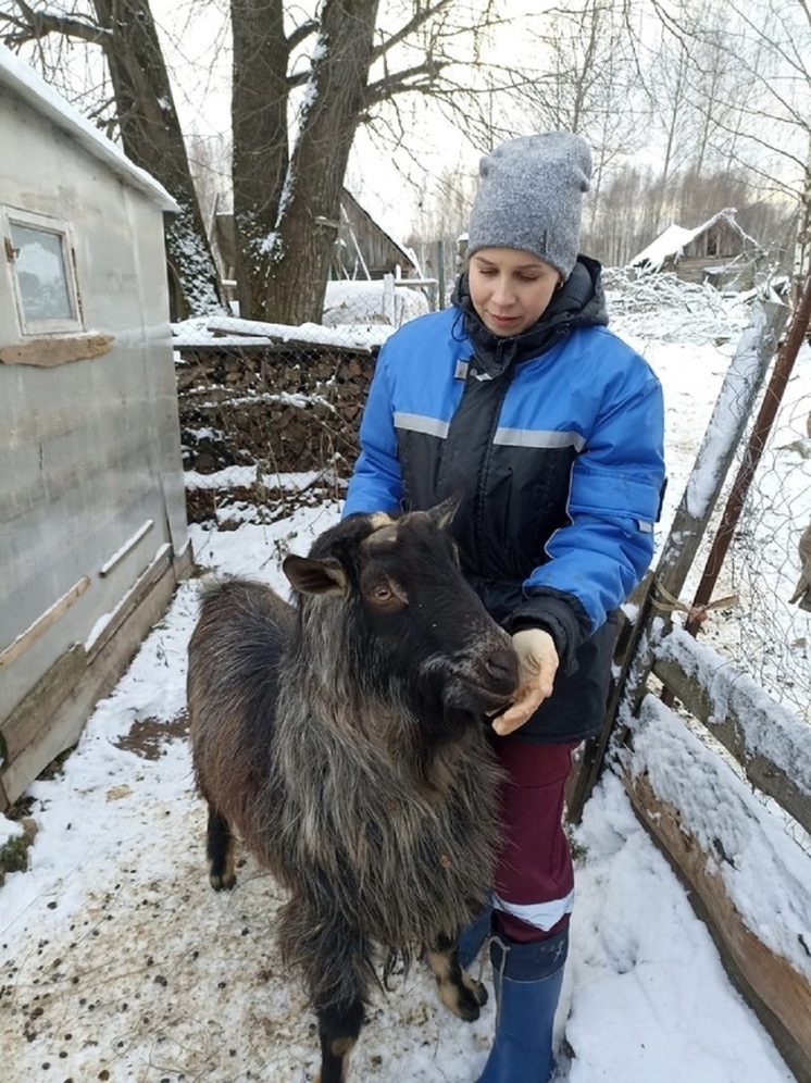 В Ярославле ветеринарные службы сначала объединят а потом сократят