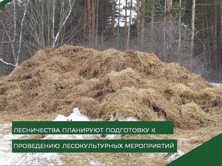 Пензенские лесничества готовят «лесные холодильники» для весенних посадок