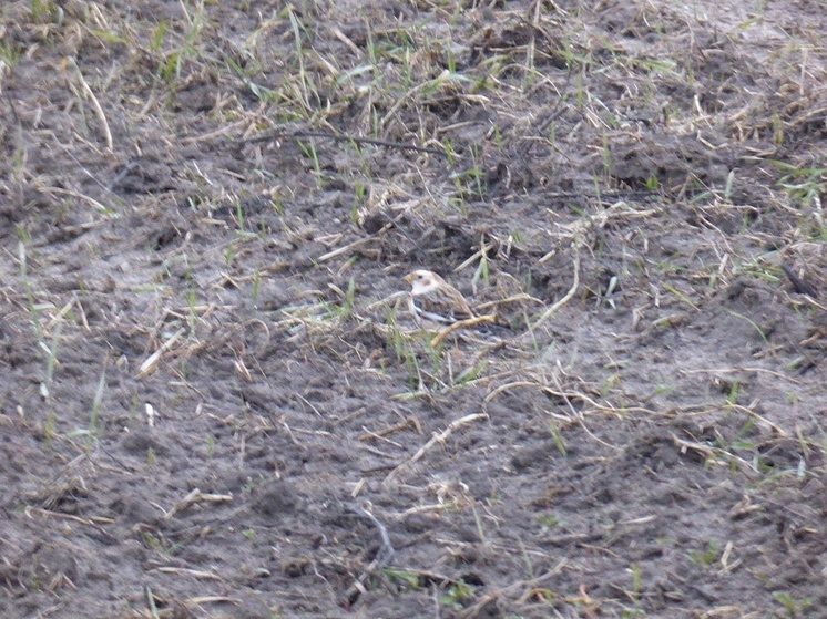 Калужане встретили редкую пуночку