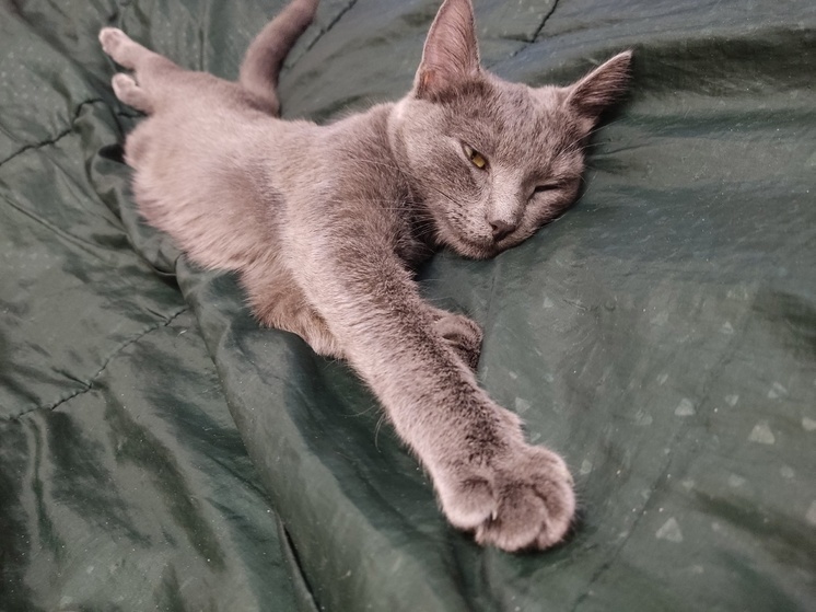 Житель Томска в феврале 2025 года нашёл дома лугового клеща