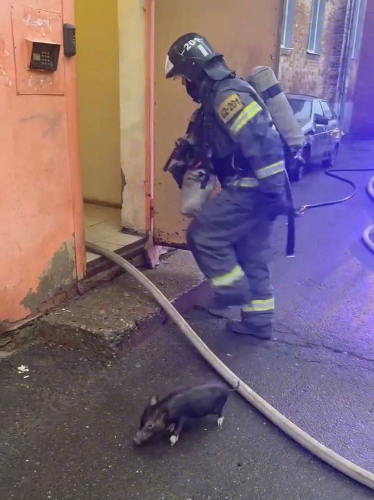 BAZA: огнеборцы спасли десять минипигов из горящей квартиры в Подмосковье