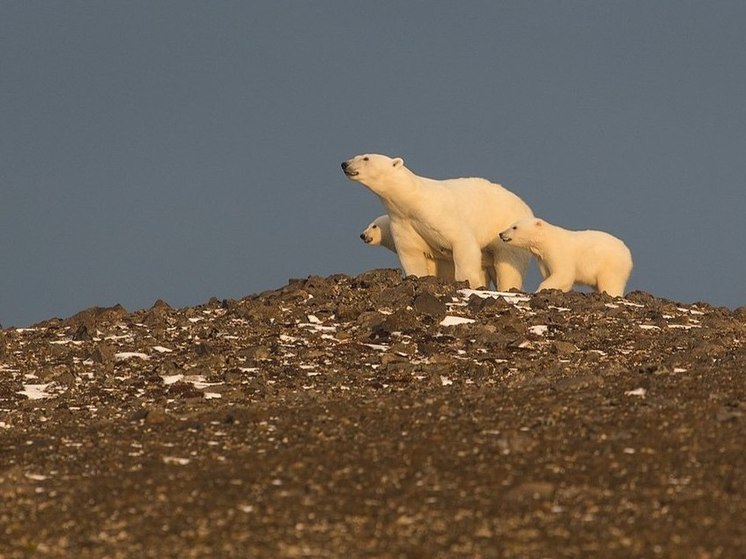 Лидер СРЗП Сергей Миронов предложил поменять часть географических названий в Арктике