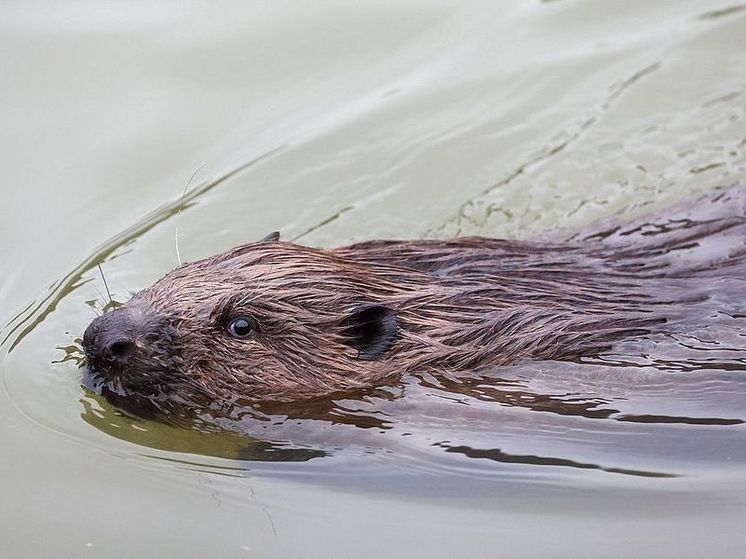 Власти Чехии сэкономили 1,2 млн долларов благодаря построившим плотины бобрам