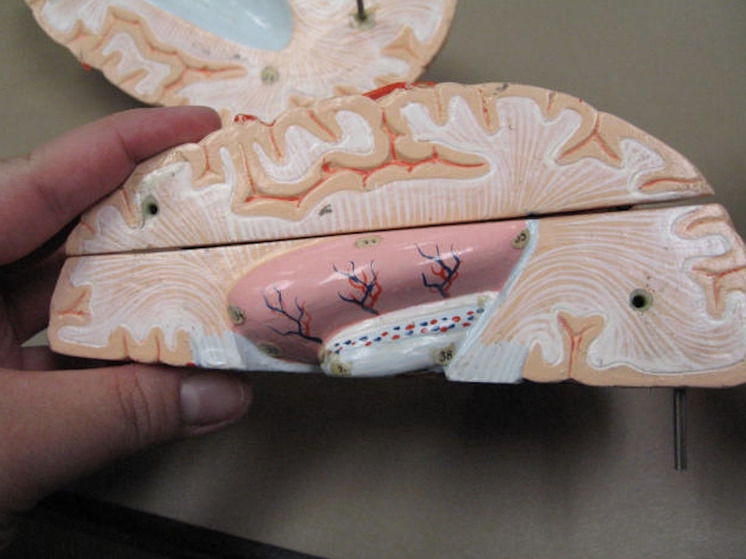 Исследование показало, что уровень микропластика в мозге человека растет