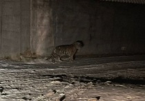 Маленький амурский тигренок, предположительно сирота, замечен разгуливающим по поселку Ольга Ольгинского района Приморского края
