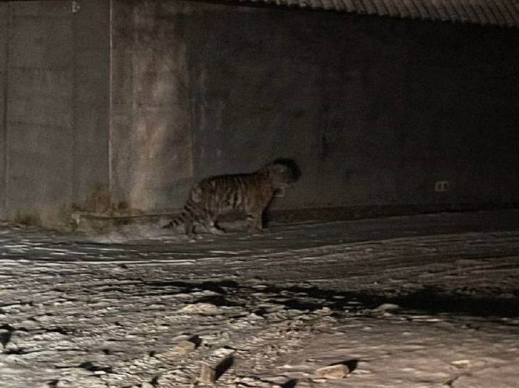 Котенок амурского тигра вышел к людям в Ольгинском районе Приморья