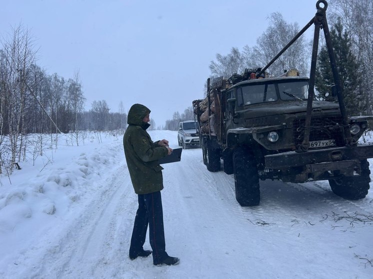 В Новосибирской области возбуждено уголовное дело по факту незаконной рубки леса
