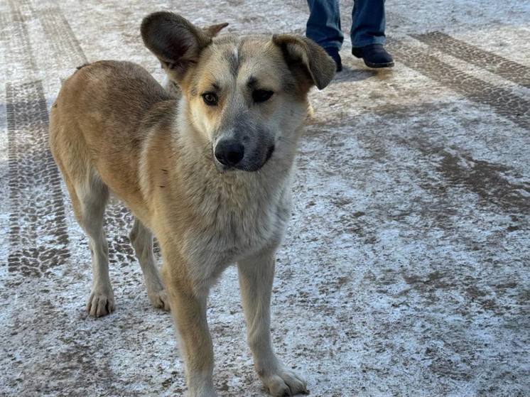 Полицейский в Хакасии стрелял по собакам, чтобы спасти окровавленного школьника
