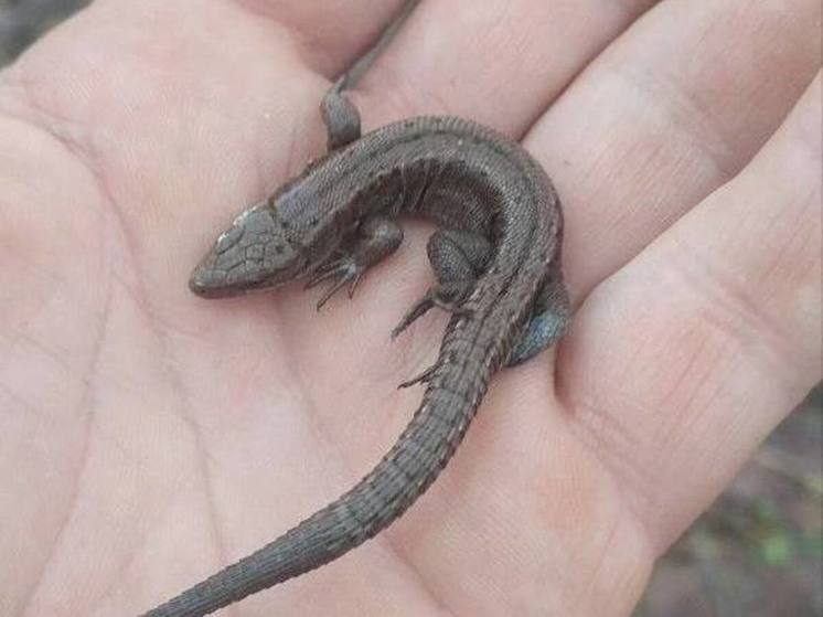 Ящерицы в феврале начинают просыпаться в Подмосковье