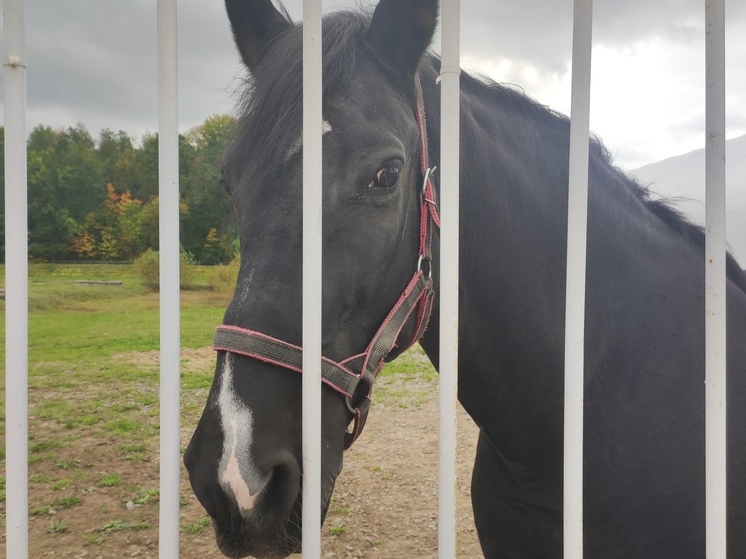 Конокрадов из Тывы будут судить в Хакасии