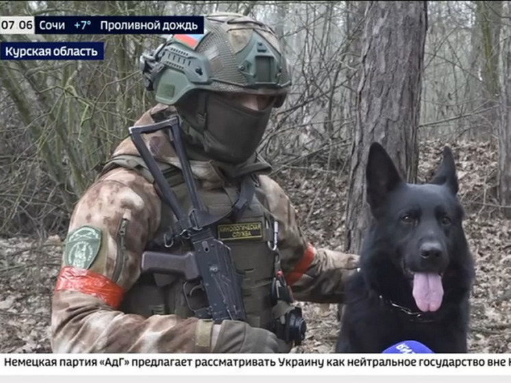 Собаки помогают росгвардейцам выявлять диверсантов в лесах Курской области