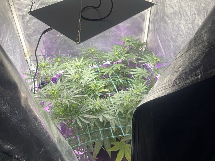 Житель Дубны выращивал плантацию конопли в собственной квартире