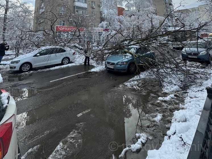 Огромное дерево сковало движение на Варфоломеева в Ростове