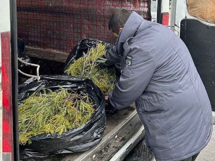 На Кубань привезли первые партии главных символов весны - мимоз