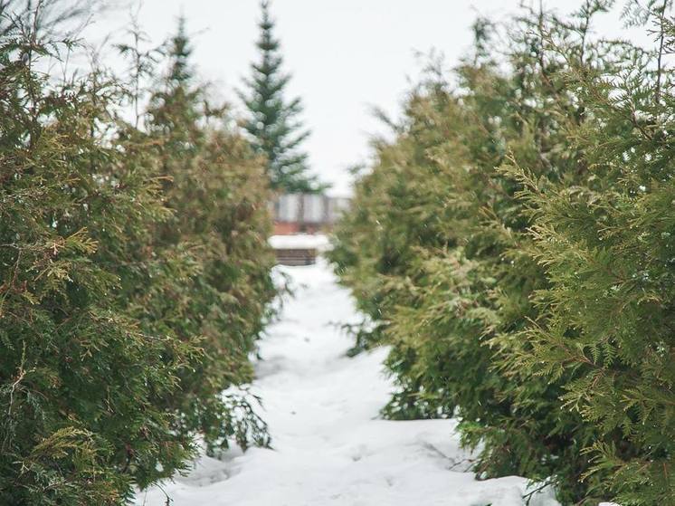 Небольшой снег и до −6°C ожидается в Нижнем Новгороде 5 февраля