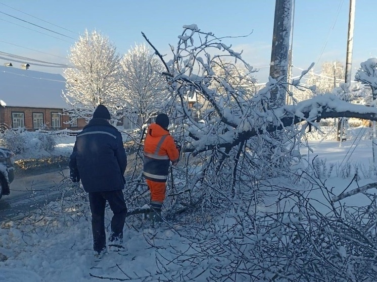 В Ростове из-за непогоды упали более 200 деревьев