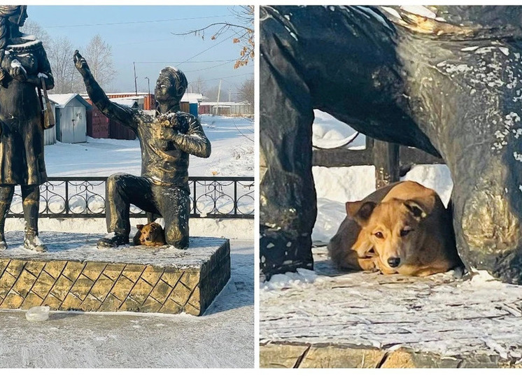 В Черемхово мэр помог вернуть потерявшуюся собаку хозяину