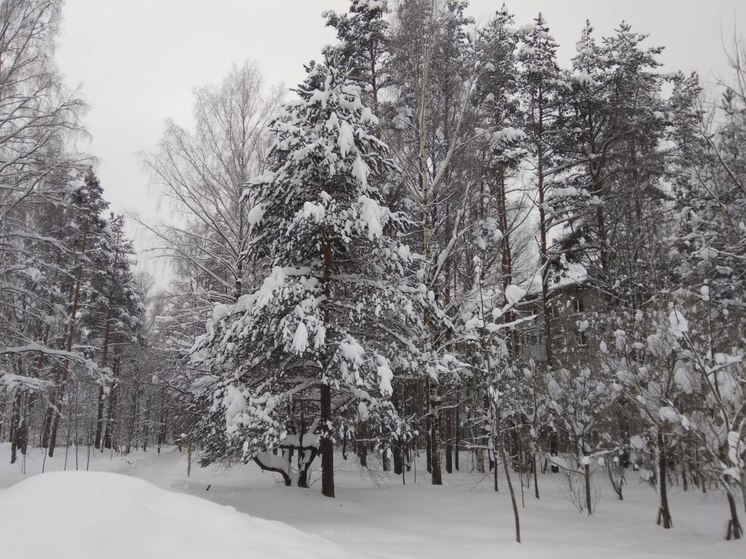 В Ленобласти 6 февраля ожидается снег и похолодание до -14°C