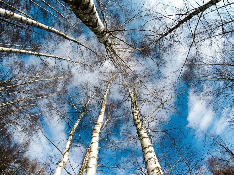 Калужские синоптики говорят о небольших морозах ночью