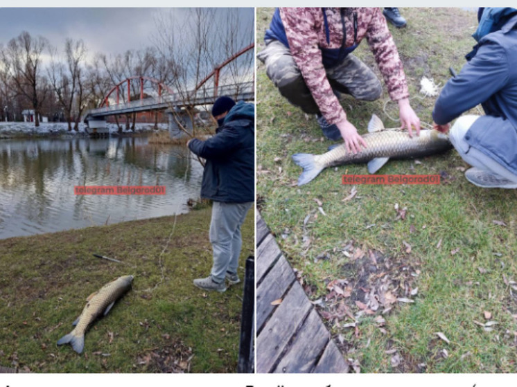 «Повезло!»: белгородцы продемонстрировали крупный улов из Везелки