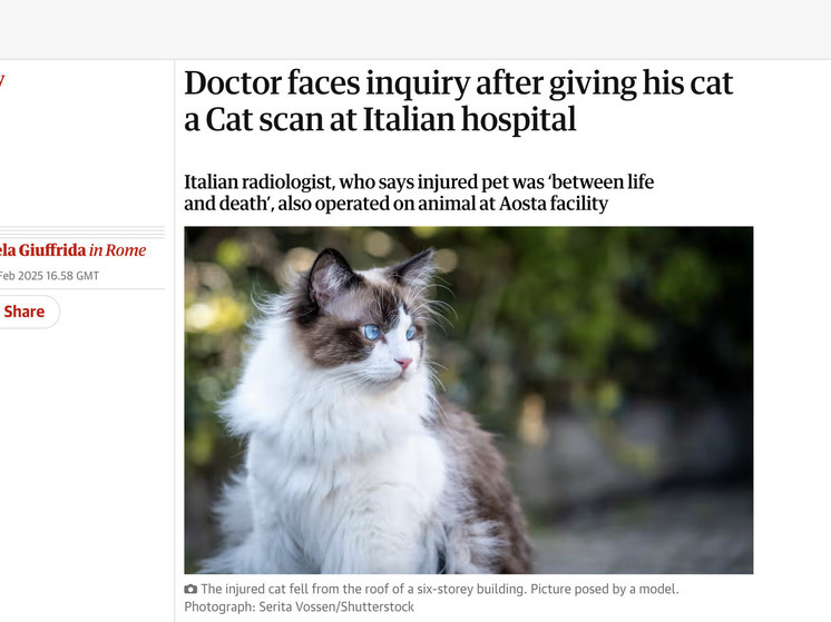 В Италии врачу грозит срок за то, что он сделал своей кошке томографию