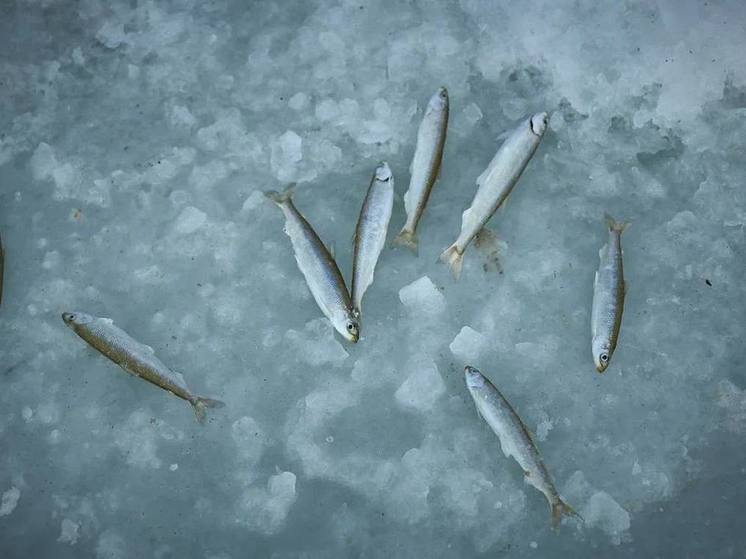 Битва за улов: во Владивостоке пройдет чемпионат по рыбалке на льду