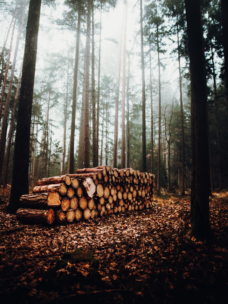 Китай стал главным импортером лесопродукции из Красноярского края