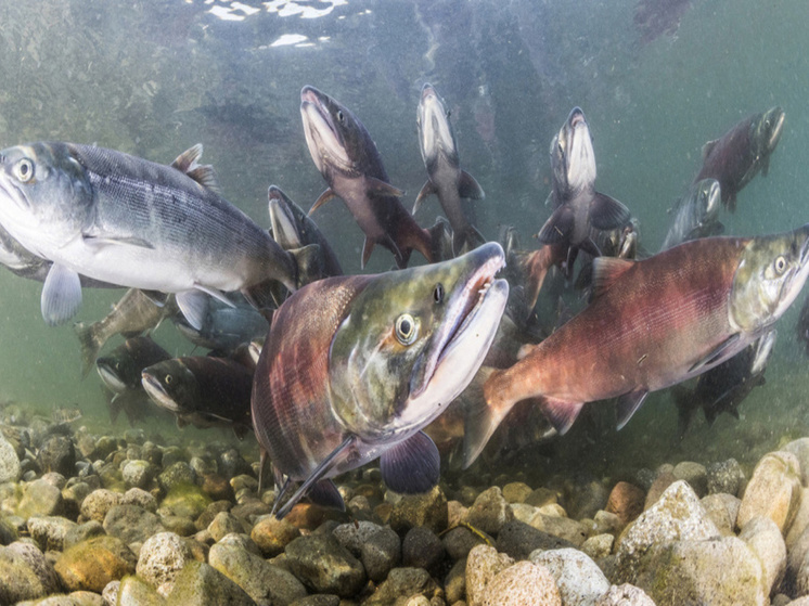 Ограничительные меры на вылов тихоокеанских лососей планируют сохранить на Чукотке